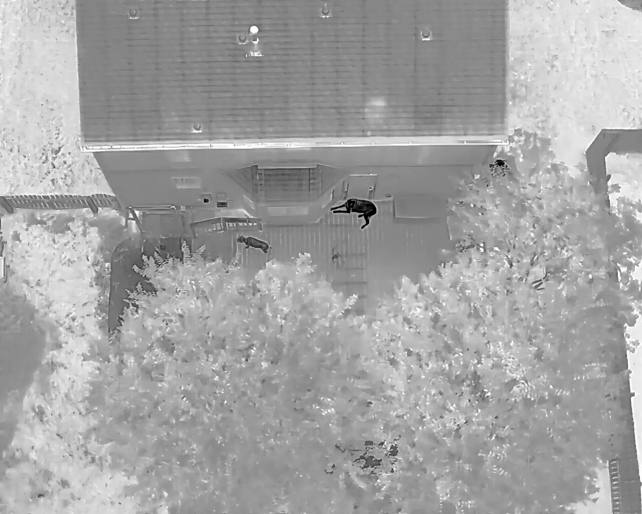 Thermal drone image showing warm heat signatures against cool ground